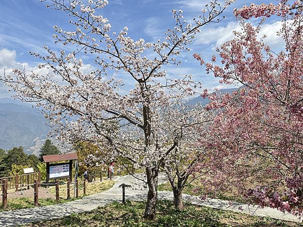 福壽山農場千櫻園。千櫻綻放粉紅滿園。台中市和平區