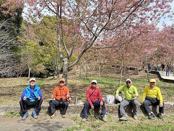 福壽山農場千櫻園。千櫻綻放粉紅滿園。台中市和平區