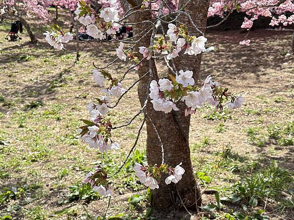 福壽山農場千櫻園。千櫻綻放粉紅滿園。台中市和平區