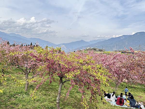 福壽山農場百櫻園。繁花競艷 賞花趣。台中市和平區