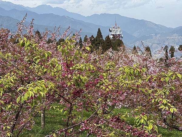 福壽山農場百櫻園。繁花競艷 賞花趣。台中市和平區