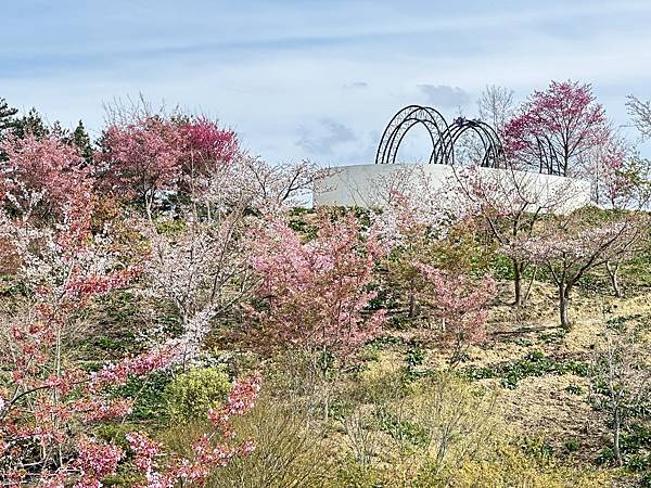 福壽山農場百櫻園。繁花競艷 賞花趣。台中市和平區