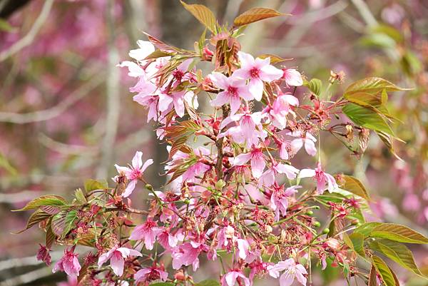 福壽山農場百櫻園。繁花競艷 賞花趣。台中市和平區