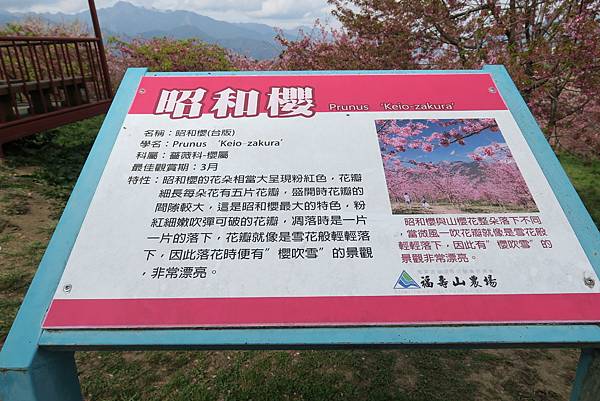 福壽山農場百櫻園。繁花競艷 賞花趣。台中市和平區