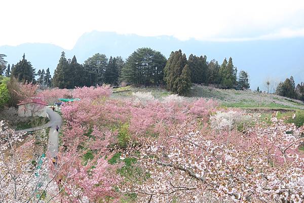 福壽山農場百櫻園。繁花競艷 賞花趣。台中市和平區