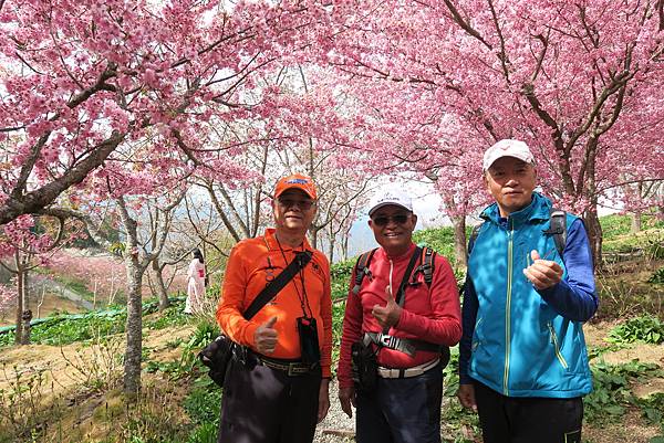 福壽山農場百櫻園。繁花競艷 賞花趣。台中市和平區