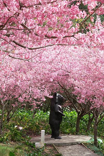 福壽山農場百櫻園。繁花競艷 賞花趣。台中市和平區