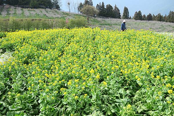 福壽山農場百櫻園。繁花競艷 賞花趣。台中市和平區