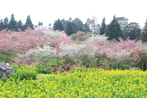 福壽山農場百櫻園。繁花競艷 賞花趣。台中市和平區