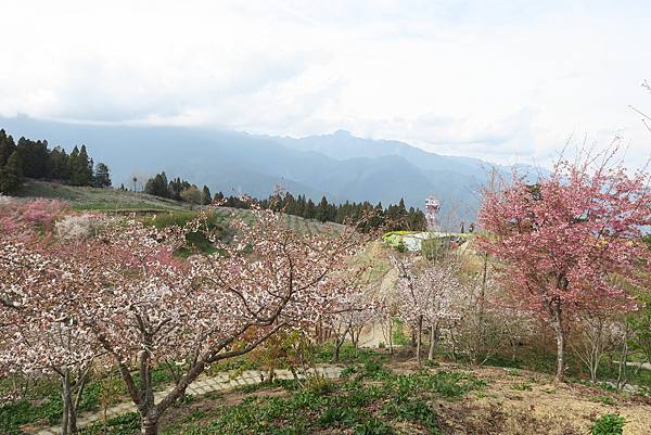 福壽山農場百櫻園。繁花競艷 賞花趣。台中市和平區