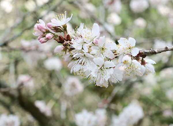 福壽山農場百櫻園。繁花競艷 賞花趣。台中市和平區