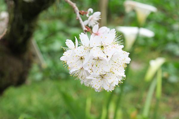 福壽山農場百櫻園。繁花競艷 賞花趣。台中市和平區