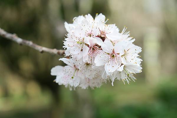 福壽山農場百櫻園。繁花競艷 賞花趣。台中市和平區