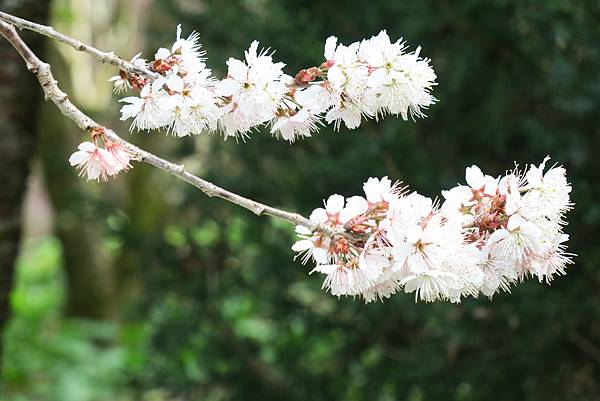 福壽山農場百櫻園。繁花競艷 賞花趣。台中市和平區