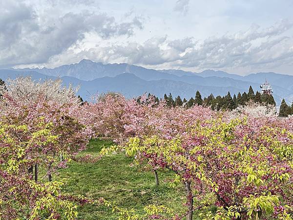 福壽山農場百櫻園。繁花競艷 賞花趣。台中市和平區