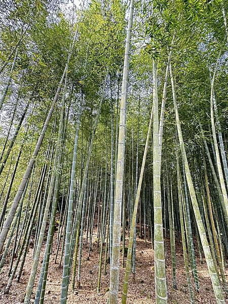 溪頭三山連走。志騰山。竹崙山。溪頭山(一)