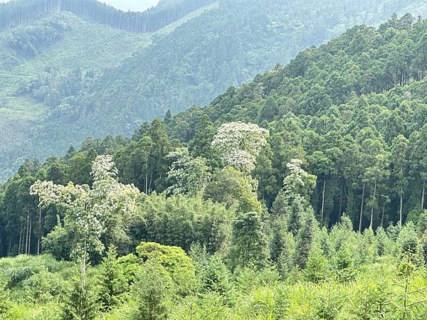 油羅山走進迷霧森林。陽光竹林。新竹縣五峰鄉。