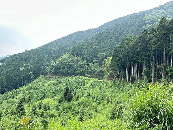 油羅山走進迷霧森林。陽光竹林。新竹縣五峰鄉。