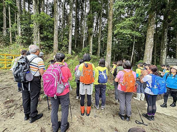 油羅山走進迷霧森林。陽光竹林。新竹縣五峰鄉。