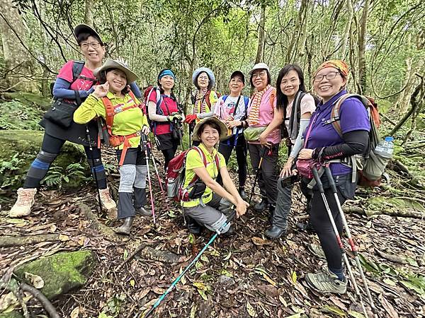 油羅山走進迷霧森林。陽光竹林。新竹縣五峰鄉。