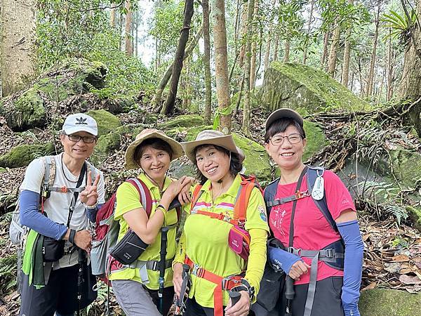 油羅山走進迷霧森林。陽光竹林。新竹縣五峰鄉。