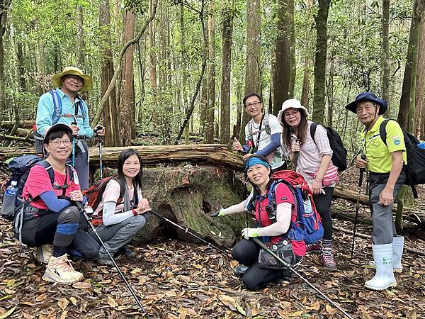 油羅山走進迷霧森林。陽光竹林。新竹縣五峰鄉。