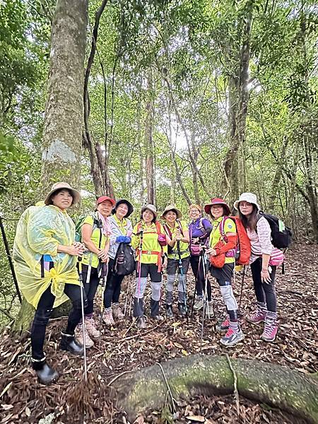 油羅山走進迷霧森林。陽光竹林。新竹縣五峰鄉。