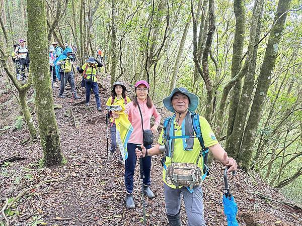 油羅山走進迷霧森林。陽光竹林。新竹縣五峰鄉。