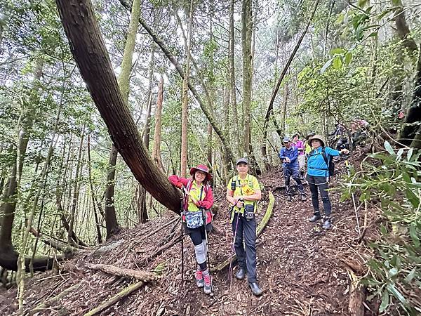 油羅山走進迷霧森林。陽光竹林。新竹縣五峰鄉。