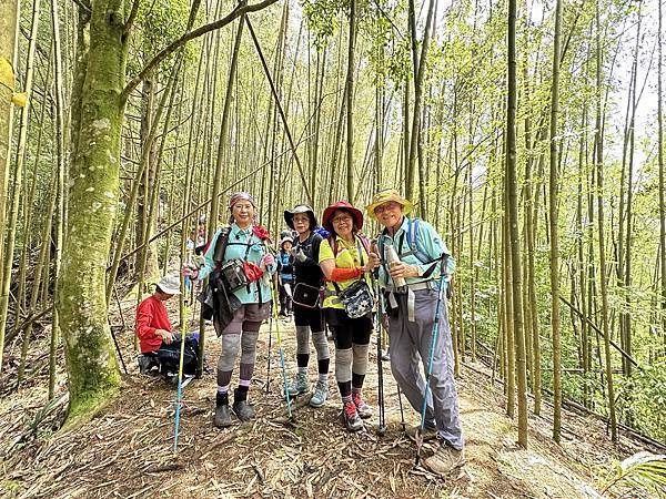 油羅山走進迷霧森林。陽光竹林。新竹縣五峰鄉。