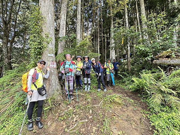 油羅山走進迷霧森林。陽光竹林。新竹縣五峰鄉。