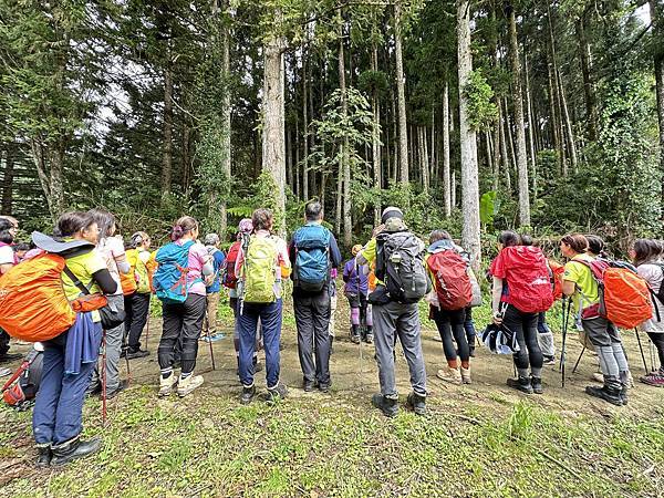 油羅山走進迷霧森林。陽光竹林。新竹縣五峰鄉。