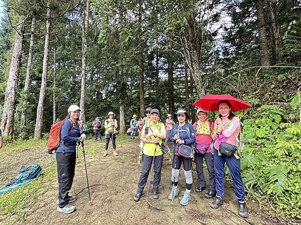 油羅山走進迷霧森林。陽光竹林。新竹縣五峰鄉。