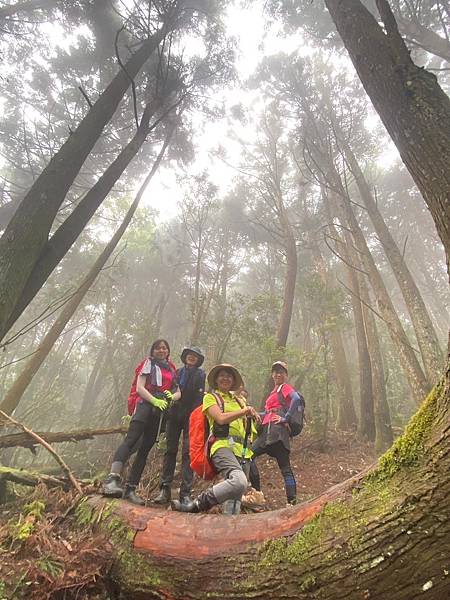 油羅山走進迷霧森林。陽光竹林。新竹縣五峰鄉。