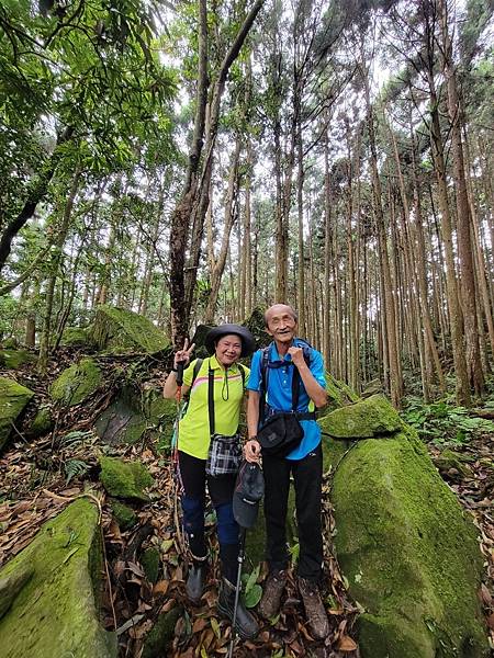 油羅山走進迷霧森林。陽光竹林。新竹縣五峰鄉。