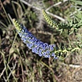 IMG_7442.JPG