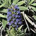IMG_7370.JPG