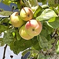 IMG_7110.JPG