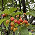 IMG_3885.JPG