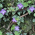 IMG_4981.JPG