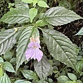 IMG_4990.JPG