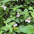 IMG_5023.JPG