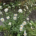 IMG_5066.JPG