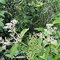 IMG_9674.JPG