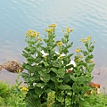 IMG_8078.JPG