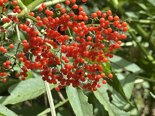 谷關七雄白毛山。白毛山北峰。台中市和平區。