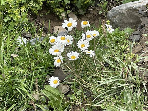 瑞士旅遊~巴克普湖[Lake Bachalpsee]健行步道