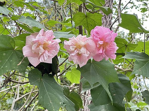 馬胎古道~新竹縣尖石鄉