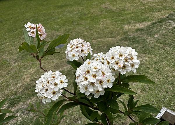 鹿兒島仙巖園御殿。世界文化遺產。尚古集成館