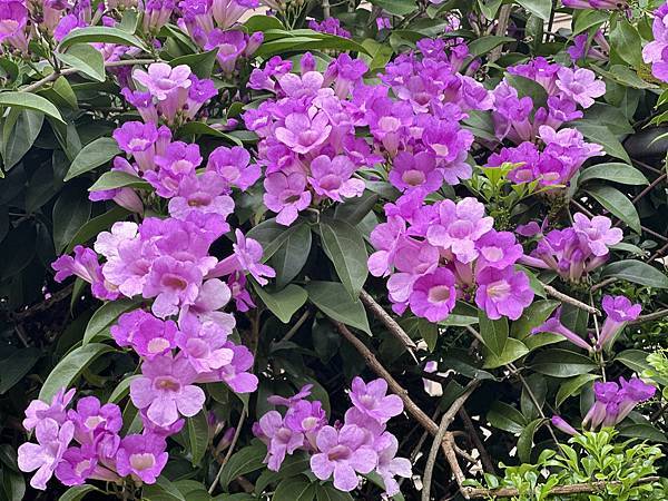 馬那邦山登高望遠。大湖酒莊。草莓的故鄉